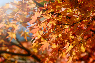 Maple Tree Garden in Autumn.