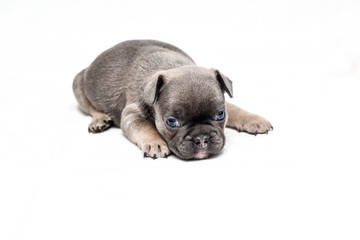  french bulldog puppy