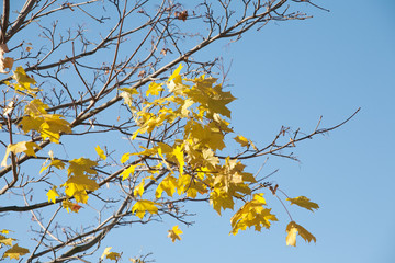 The last fall leaves