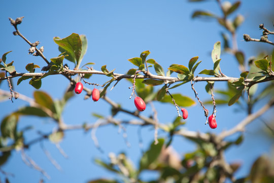 barberries