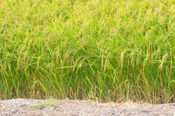 rice field in Thailand