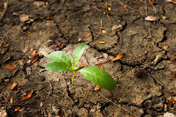 Sapling sprouting on dry ground