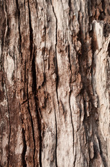 Background tree rind texture