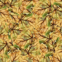 seamless background pattern texture of  huge leaves of poplar