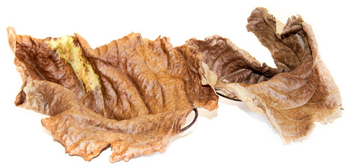 Fototapeta na wymiar dried up leaves of poplar isolated