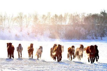 horse racing, horse race on the snow, china
