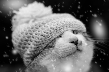Cat falling snow - 128707478