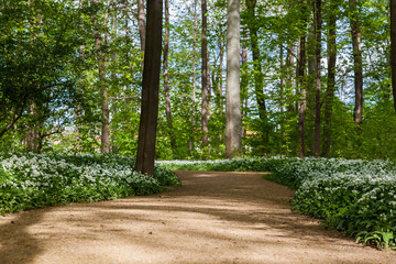 Bärlauch Quedlinburg Parkanlage