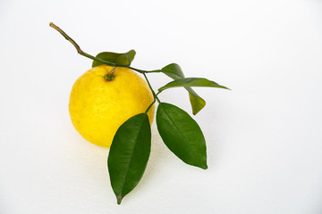 yellow tangerine on a branch on the white background