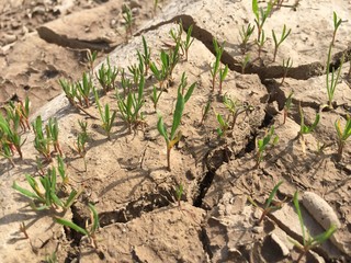 Трещины в земле. Трава. Fissures in the earth. Grass.