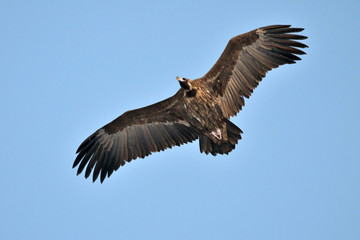 eagle flying, black eagle flying in the sky