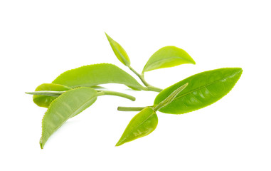 tea leaf isolated on the white background