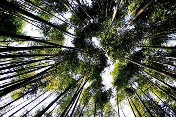 bamboo grove, tall bamboo forest on the sky
