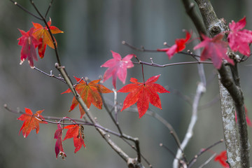 Japanese Maple leaves in Autumn