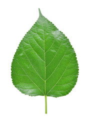 Mulberry leaves isolated on white background