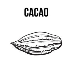 Hand drawn ripe cacao fruit, sketch style vector illustration isolated on white background. Colorful illustration of cacao fruit, main chocolate ingredient
