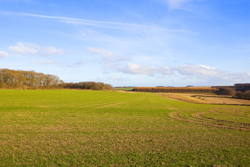 green wheat crop in autumn