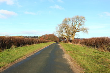 Fototapeta na wymiar A quiet country road with grass verges, hedgerows and Ash trees on the Yorkshire wolds in autumn.