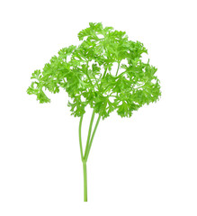 parsley isolated on white background