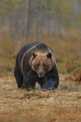 Brown bear in the nature habitat of finland land, finland wildlife, rare encounter, big predator, european wild nature, forest king