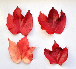 Naklejka na ściany i meble Autumn red leaves isolate on white background
