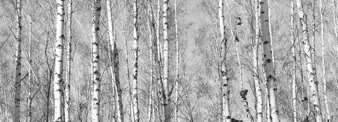 Beautiful landscape with birches. Black and white panorama with birches in retro style. Birch grove in autumn. The trunks of birch trees. Black and white panoramic photo of birch trunks.