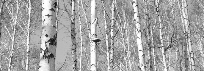 Beautiful landscape with birches. Black and white panorama with birches in retro style. Birch grove in autumn. The trunks of birch trees. Black and white panoramic photo of birch trunks.