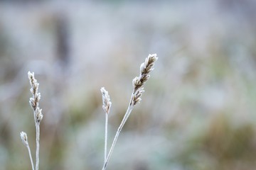 Hoarfrost on plant