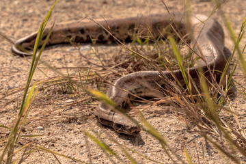 Naklejka na ściany i meble Cobra snake in natural habitats