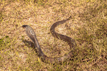 Cobra snake in natural habitats
