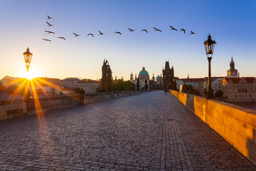 Prague, Czech Republic. Charles Bridge with its statuette and swans flying over the bridge at sunrise, Old Town Bridge Tower in the background.