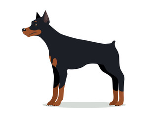 Doberman Pinscher, Dobermann, Doberman isolated
