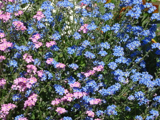 Buntes Frühlingserwachen nach dem Winter