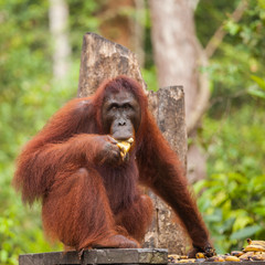 orangutan in nature