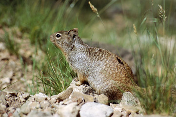 Close up of squirrel in USA