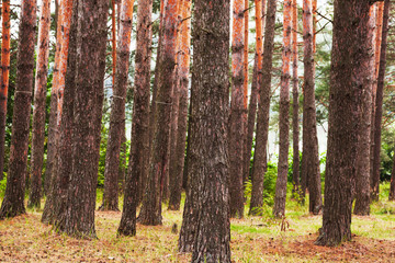 Fototapeta premium forest on the shore of lake
