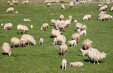 Flock of sheep
