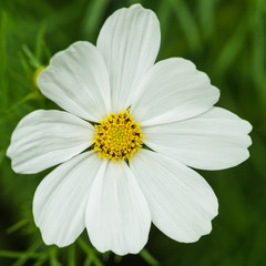 Obraz premium White Cosmos