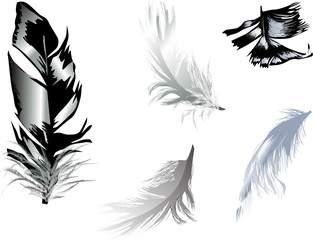 Obraz premium five grey feathers on white background