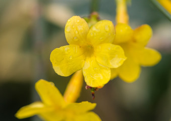 Winter Jasmine