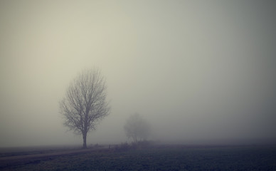 Mystic fantasy scene a foggy day