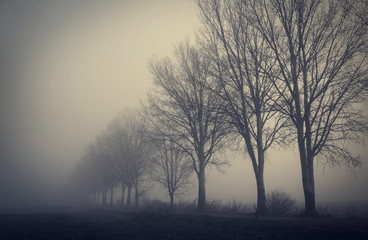 Fototapeta na wymiar Mystic fantasy scene a foggy day
