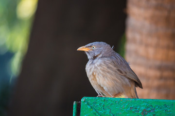 Female Indian Blackbird