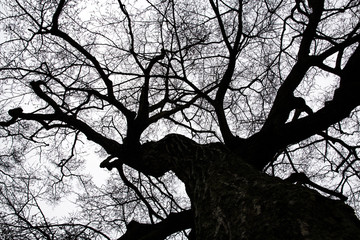 Fototapeta na wymiar 고목나무의 겨울