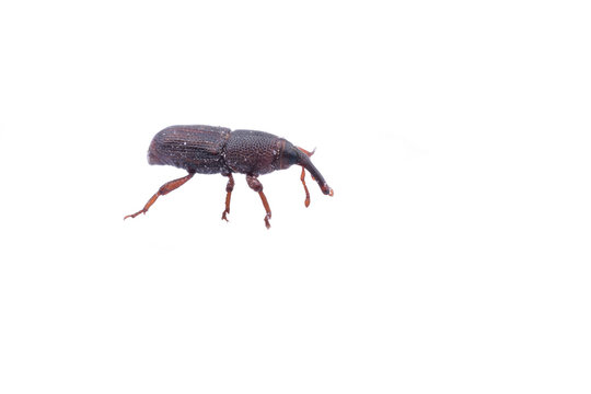 Rice weevil or Sitophilus oryzae isolated on white background