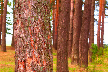  forest on the shore of lake
