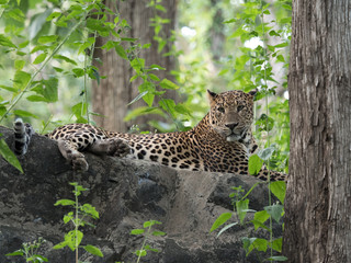 Leopard relaxing after a meal