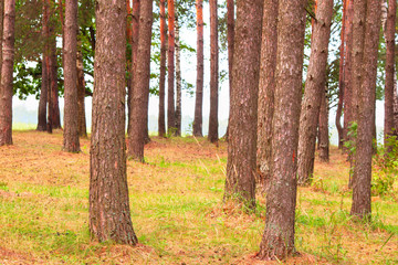  forest on the shore of lake
