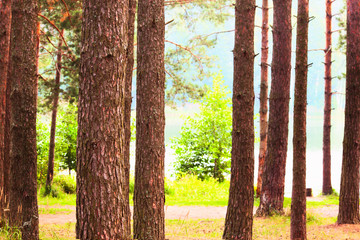 Obraz premium forest on the shore of lake