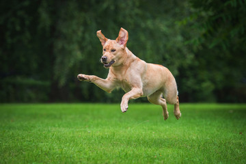 Funny labrador retriever dog jumps in the air